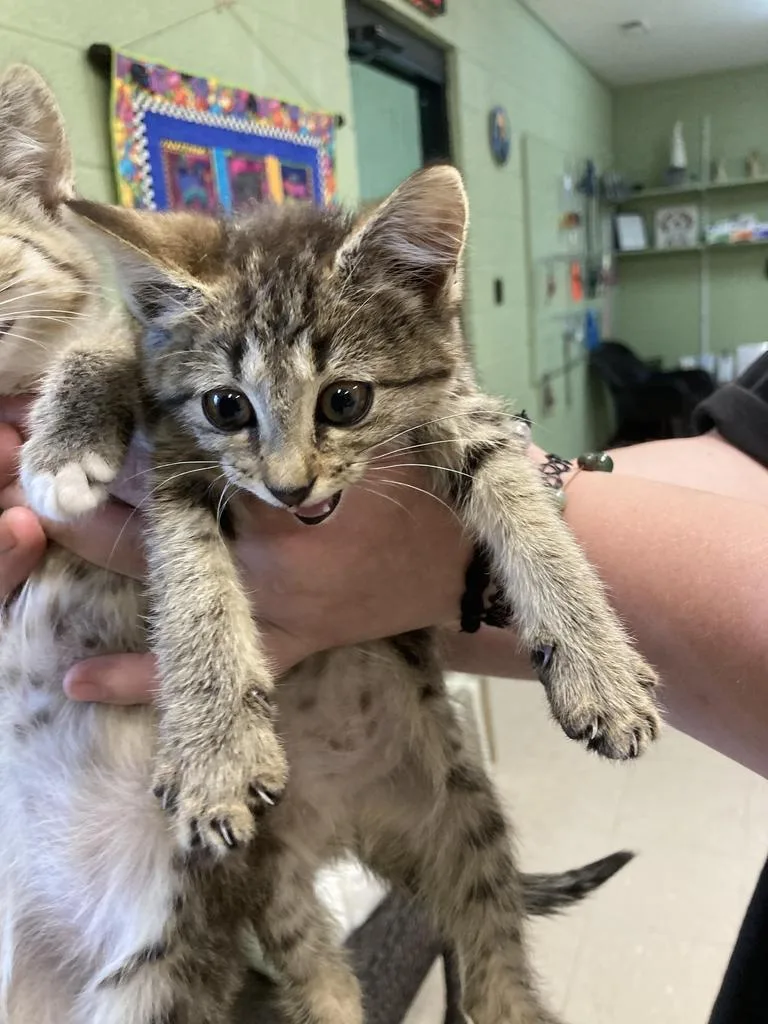 A baby medium-sized female Domestic Short Hair cat named Fifi for adoption in Burnsville, NC