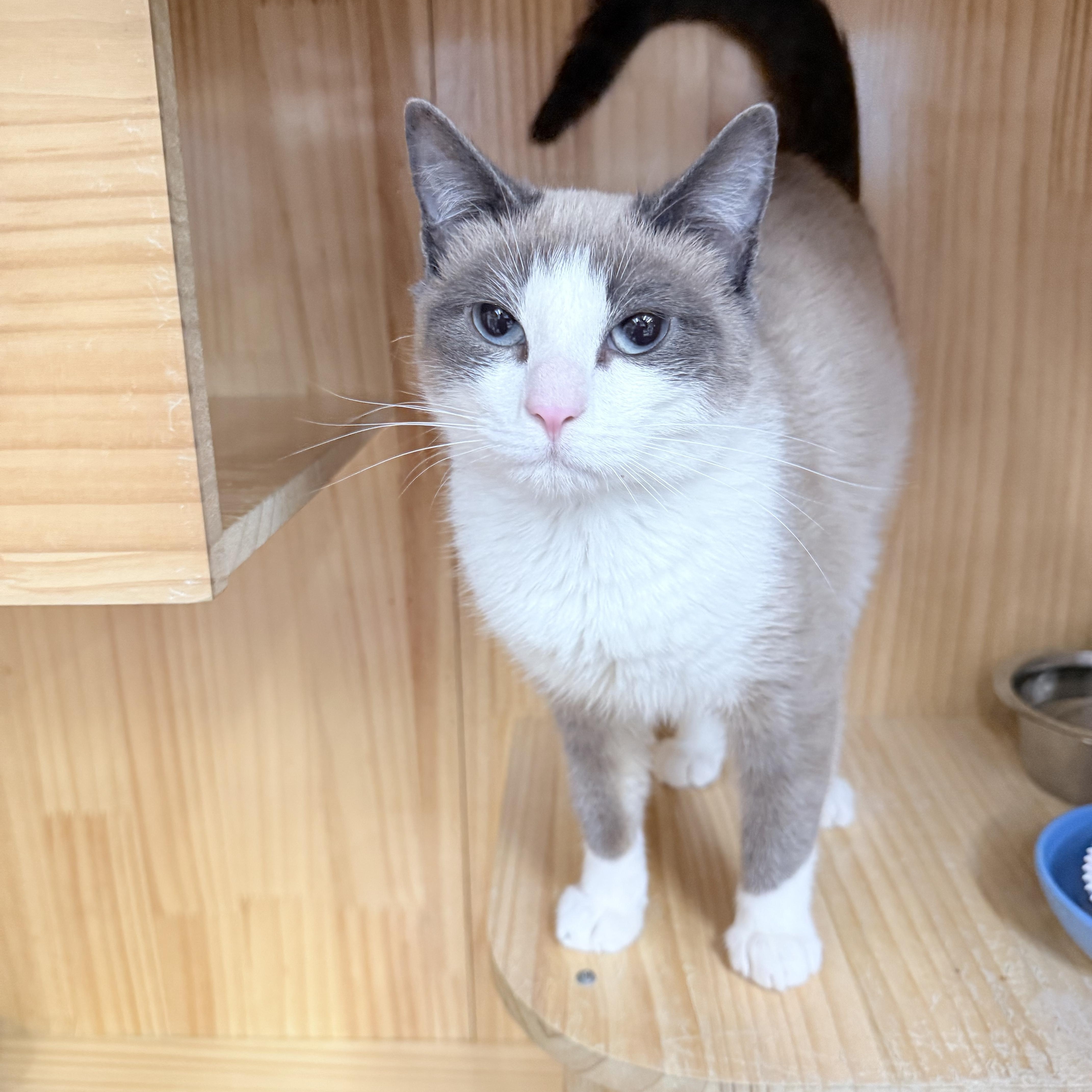 A young medium-sized male Seal Point Siamese cat named August for adoption in Philadelphia, PA