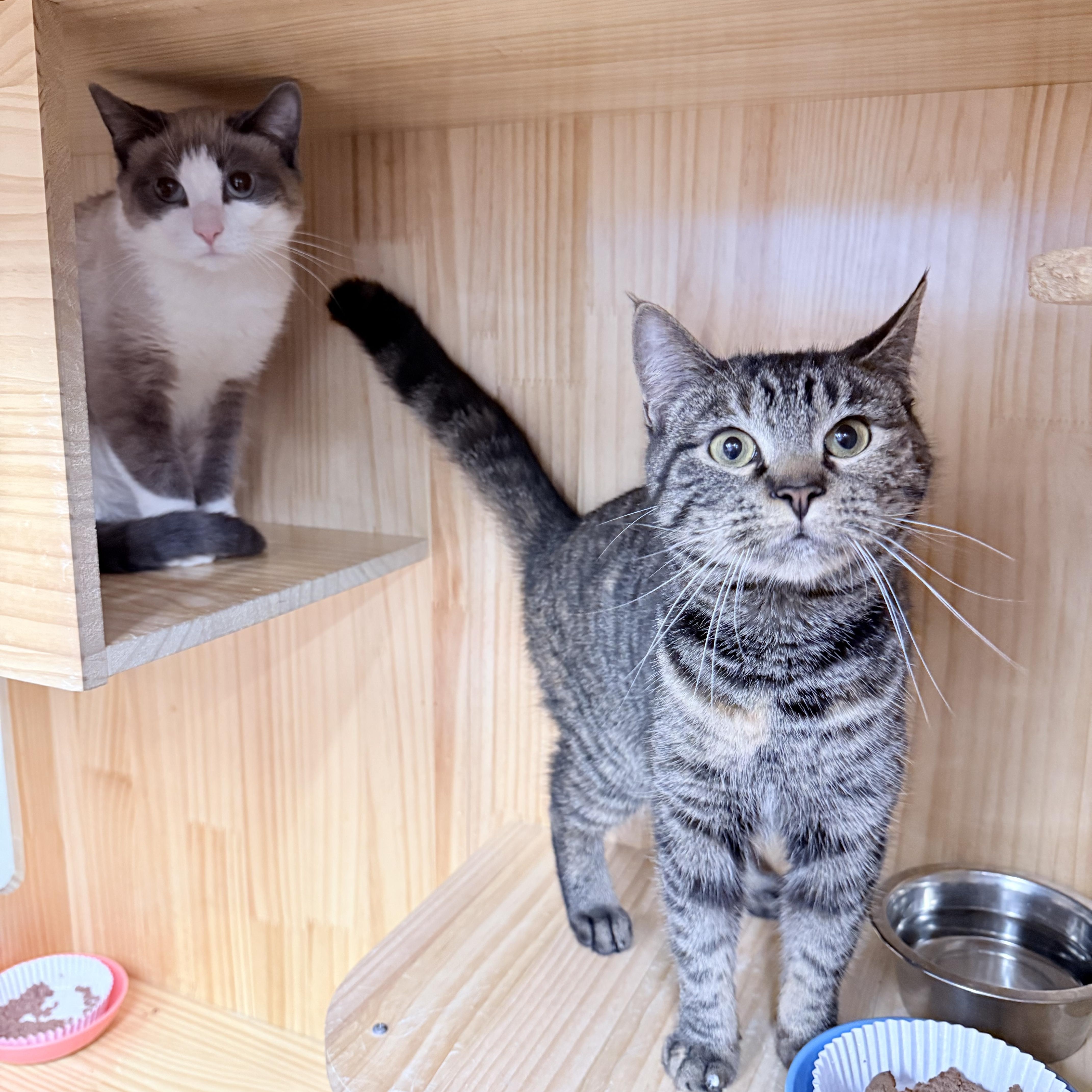 August thumbnail 5