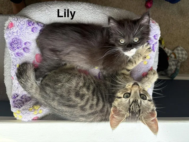 Lily