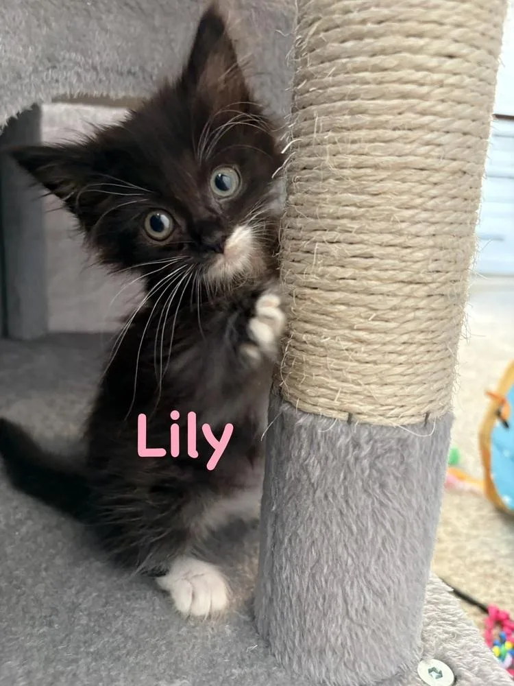 Lily thumbnail 2