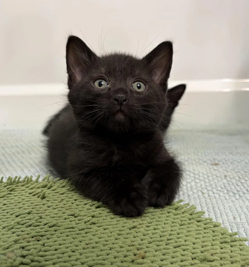 A baby medium-sized female Black Domestic Short Hair cat named Lark for adoption in Elgin, IL