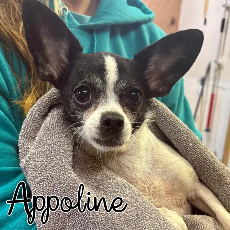 An adult small-sized female Chihuahua dog named Appoline for adoption in Hillsboro, OH