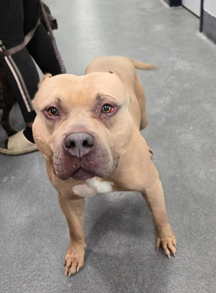 An adult large-sized male Pit Bull Terrier dog named Da Doubie for adoption in Glen Allen, VA