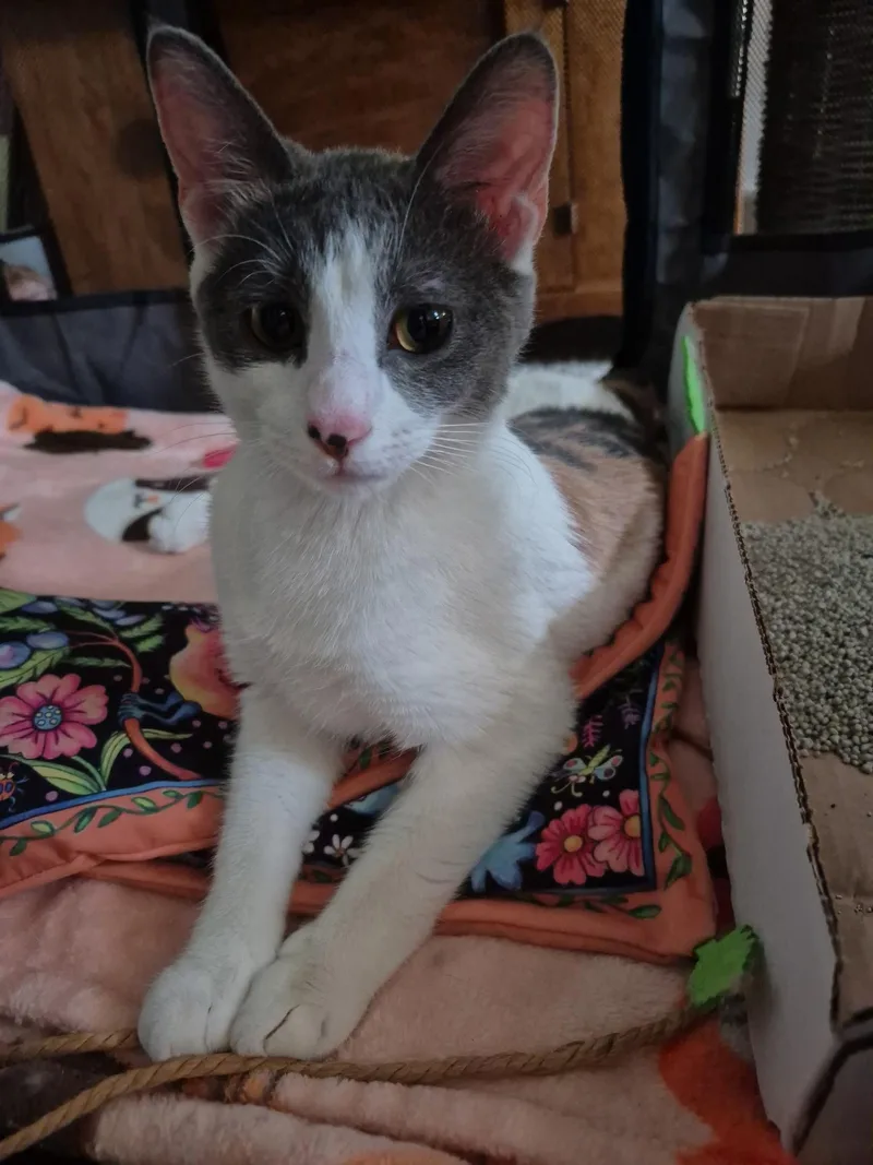 A young small-sized female Calico Domestic Short Hair cat named Callie for adoption in Seven Valleys, PA