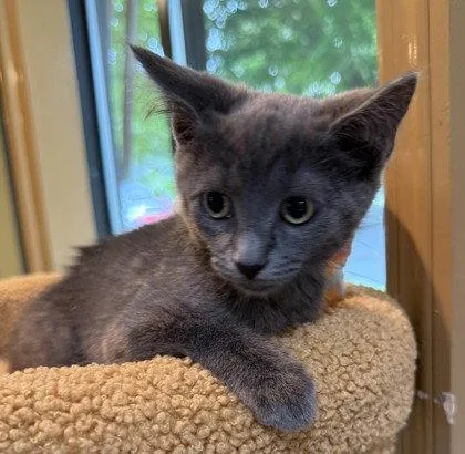A young small-sized female Gray / Blue / Silver Domestic Short Hair cat named Kite for adoption in Midland, VA