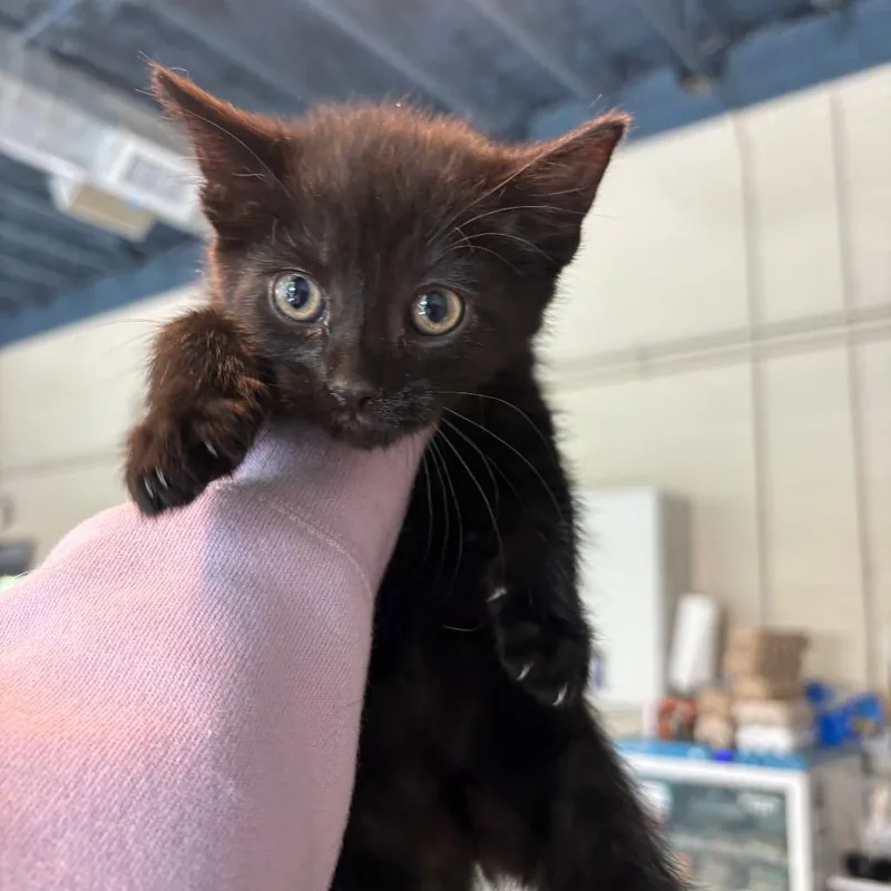 A baby small-sized female Black Domestic Short Hair cat named Malia for adoption in Huntington, WV