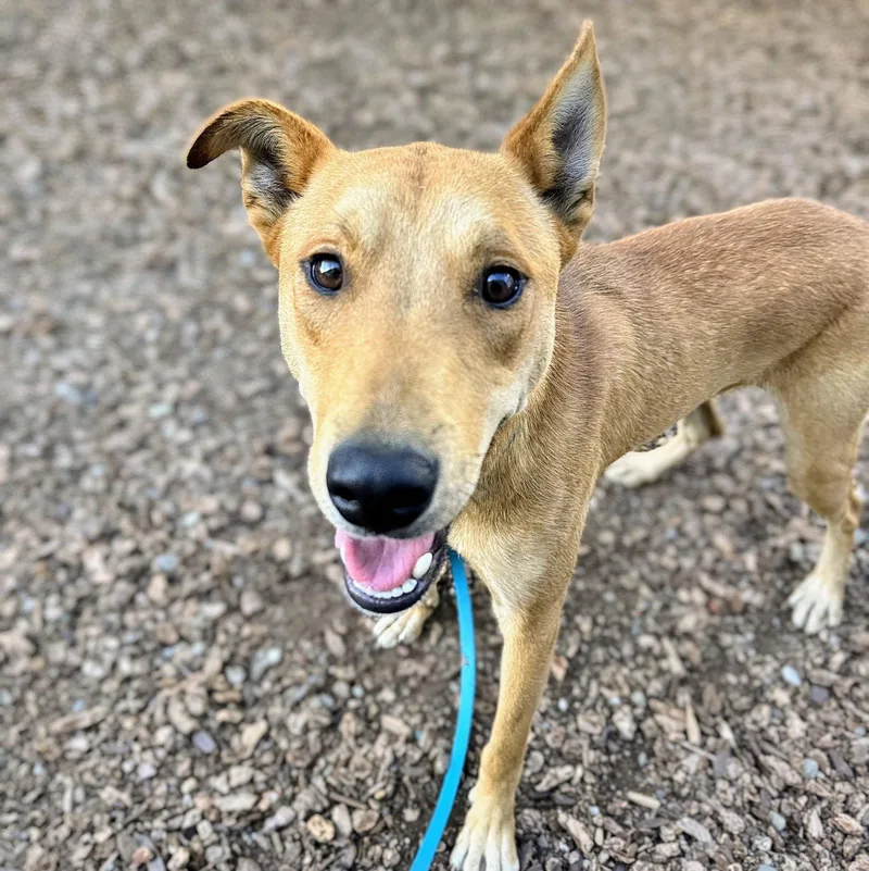 A young large-sized male Mixed Breed dog named Cinder for adoption in Oakland, CA