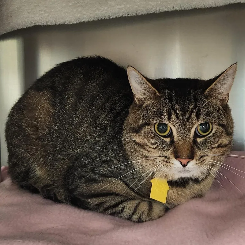 A young medium-sized male Brown / Chocolate Domestic Short Hair cat named Tygro for adoption in Springfield, MA