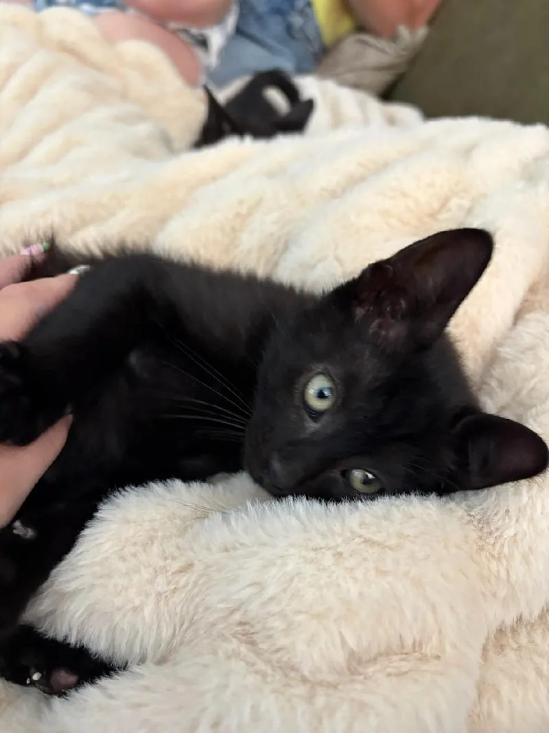 A baby medium-sized male Black Domestic Short Hair cat named Midders for adoption in Albuquerque, NM
