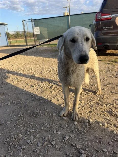 A young large-sized female Great Pyrenees dog named Betty for adoption in San Antonio, TX