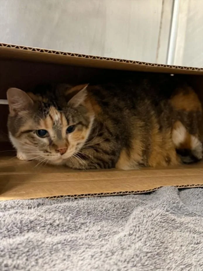 A young medium-sized female Domestic Short Hair cat named Layla for adoption in Houston, TX