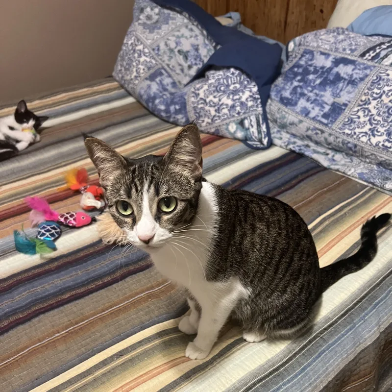 A young medium-sized female Tabby (Gray / Blue / Silver) Domestic Short Hair cat named Salem for adoption in Liverpool, TX