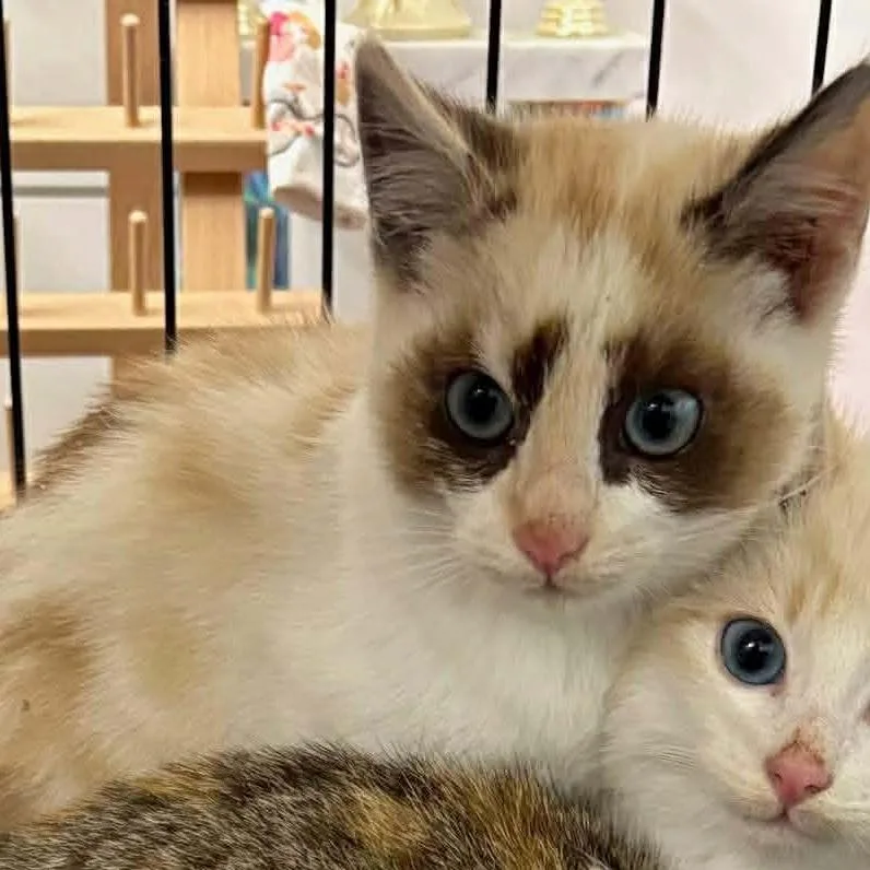 A young small-sized female Brown / Chocolate Siamese cat named Mystique for adoption in Nampa, ID
