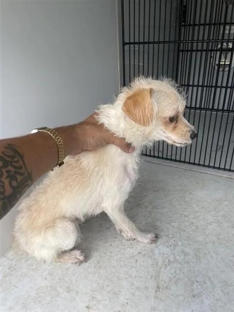 A young small-sized male Border Terrier dog named A for adoption in Houston, TX