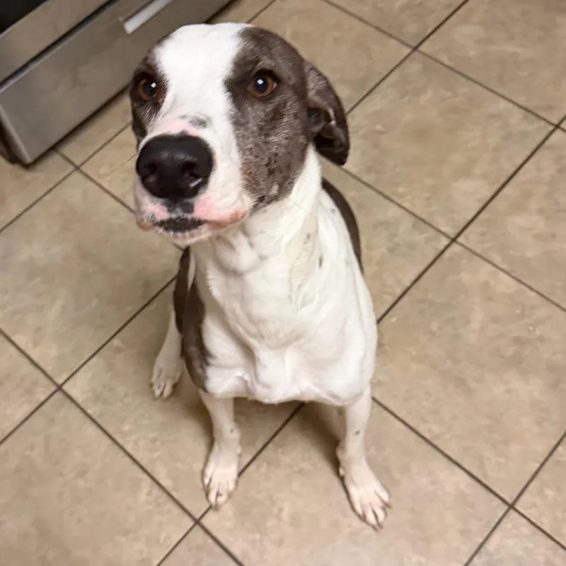 An adult medium-sized female White / Cream Catahoula Leopard Dog dog named Bernadette for adoption in Austin, TX