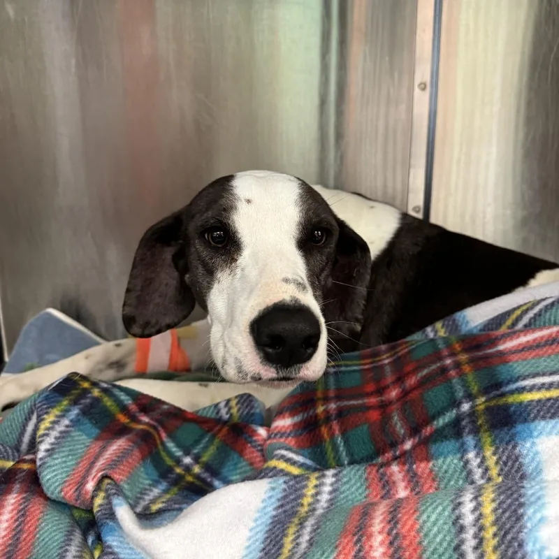 Bernadette thumbnail 4