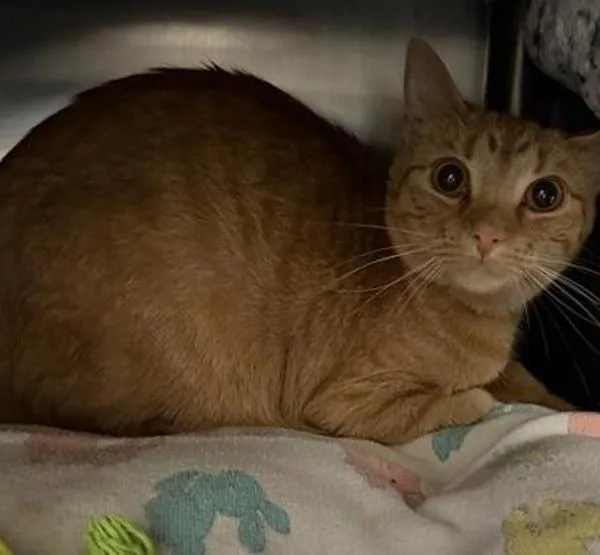 A young small-sized female Domestic Short Hair cat named Racheal for adoption in Escondido, CA