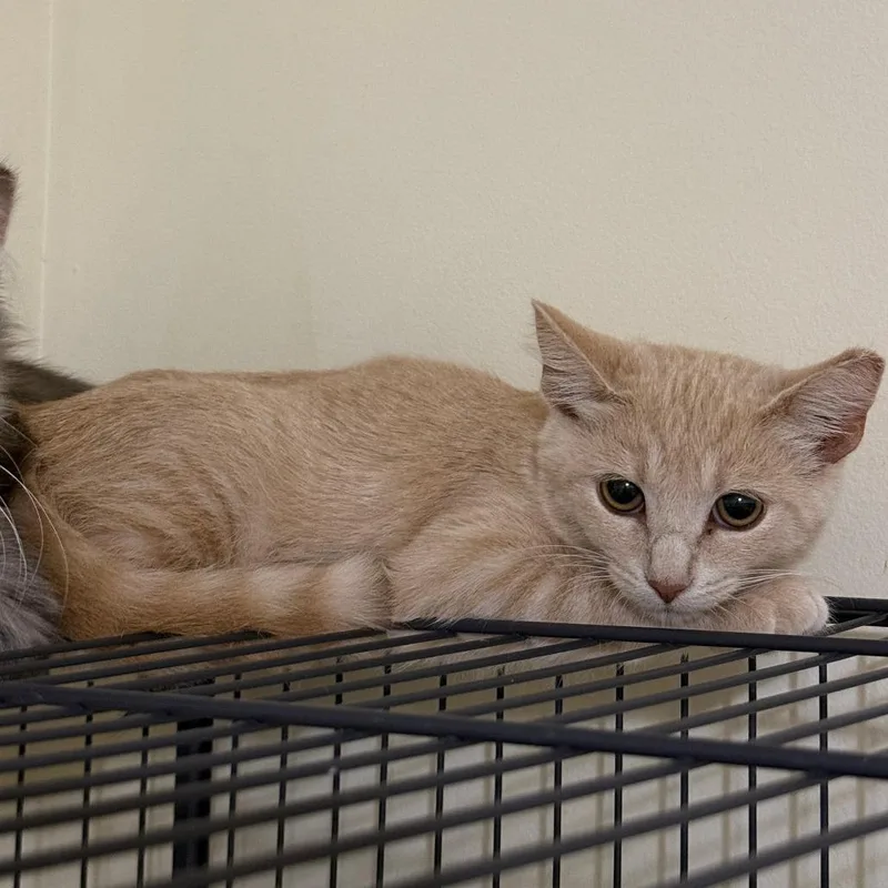 A baby small-sized female Orange / Red Domestic Short Hair cat named Sedona Bowers for adoption in Woodstock, VA