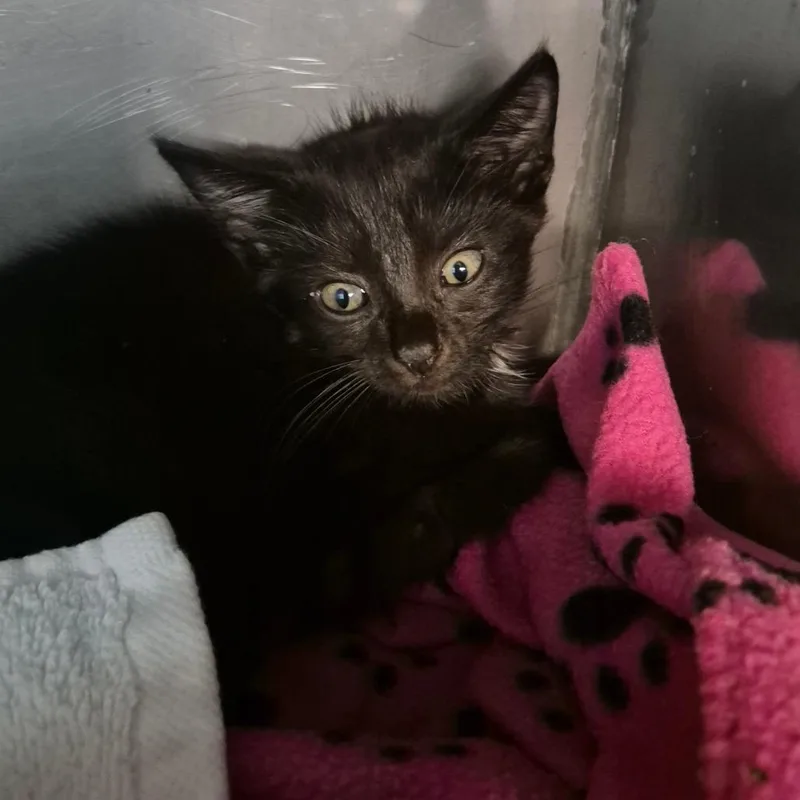 A baby small-sized male Black Domestic Short Hair cat named Panda for adoption in Troy, VA