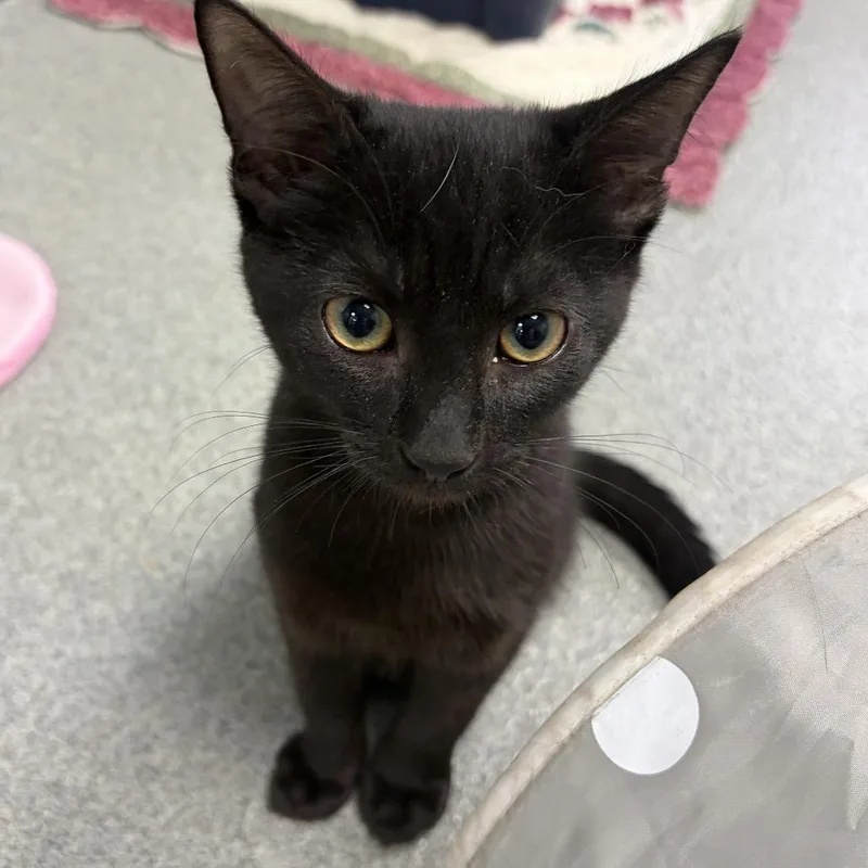 A baby small-sized male Smoke Domestic Short Hair cat named Mars for adoption in Gainesville, FL