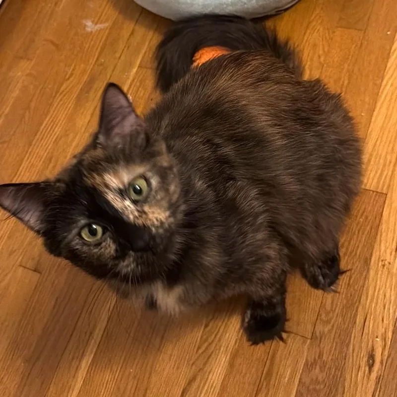 An adult small-sized female Tortoiseshell Domestic Medium Hair cat named Mew Rinaldi for adoption in Merrifield, VA