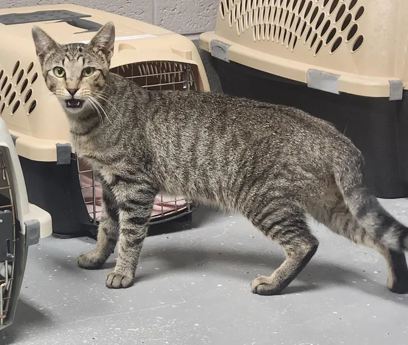 An adult medium-sized male Domestic Short Hair cat named Pharoah for adoption in Lexington, TN