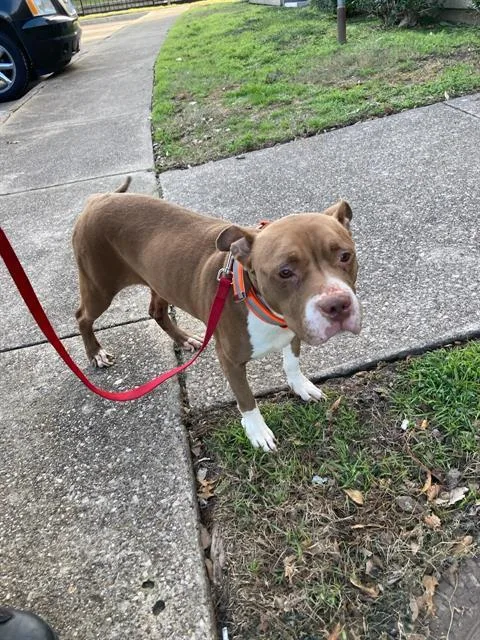 An adult large-sized female Mixed Breed dog named Moca for adoption in Dallas, TX
