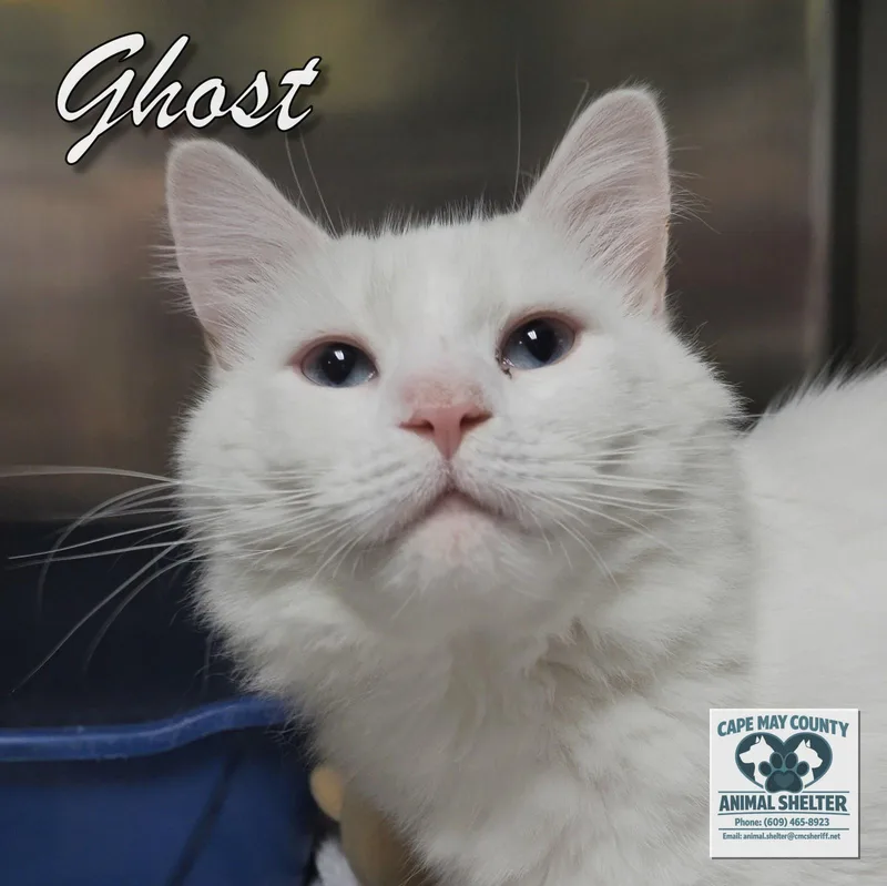 Ghost