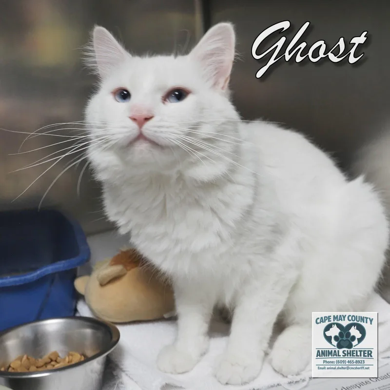 Ghost thumbnail 3