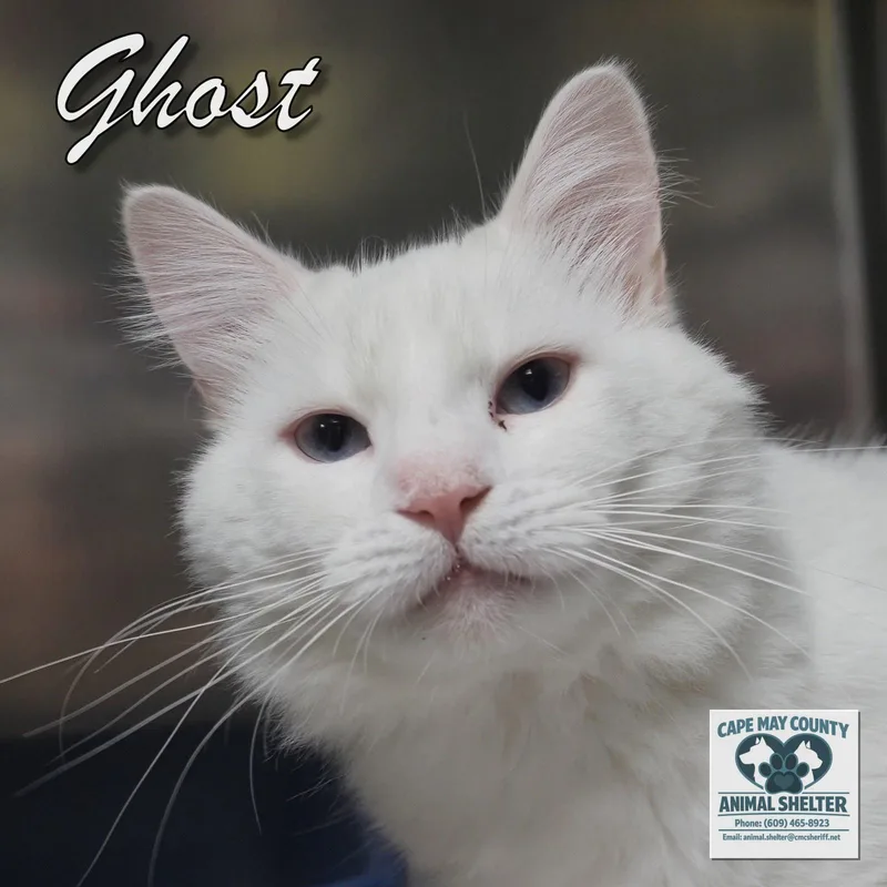 Ghost thumbnail 4