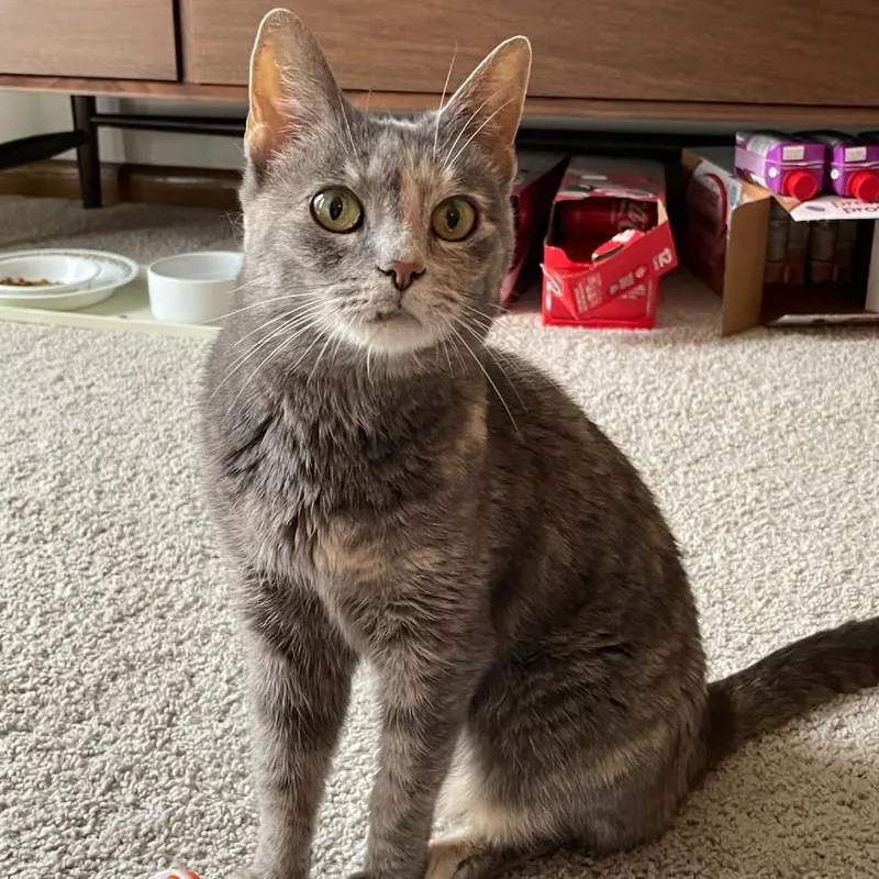 A senior medium-sized female Tortoiseshell American Shorthair cat named Tinker C for adoption in Minnetonka, MN