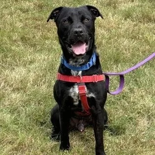 An adult medium-sized male Mixed Breed dog named Ronald for adoption in Worcester, MA