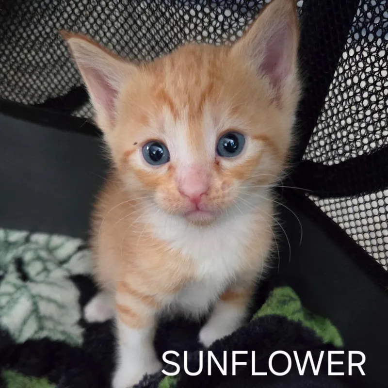A baby small-sized female Orange / Red Domestic Short Hair cat named Sunflower for adoption in Long Beach, CA