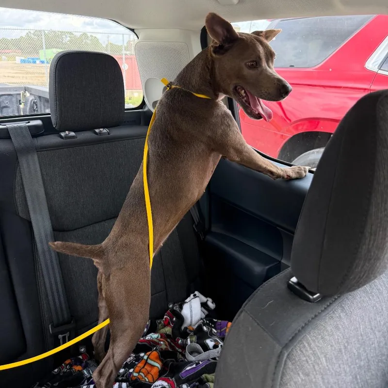 An adult medium-sized female Gray / Blue / Silver Patterdale Terrier / Fell Terrier dog named Bluey for adoption in Lake Jackson, TX