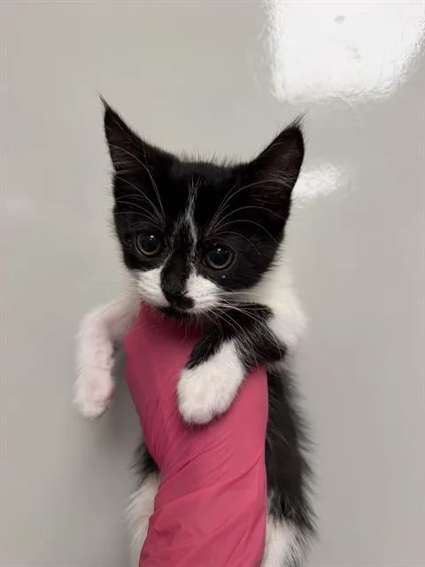 A baby small-sized female Domestic Short Hair cat named Cher for adoption in Ontario, CA