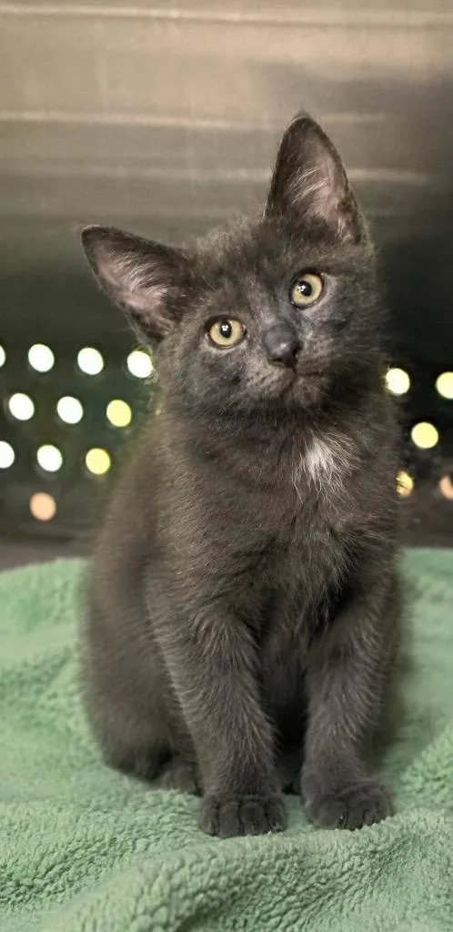 A baby small-sized male Domestic Short Hair cat named Gary for adoption in Columbia, TN