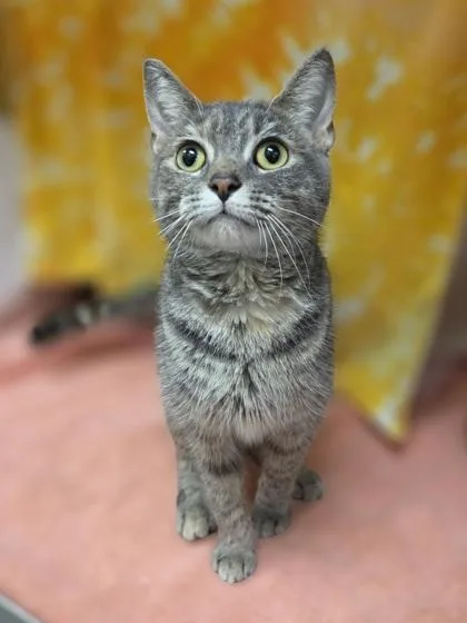 A young medium-sized female Domestic Short Hair cat named Flora for adoption in Westland, MI