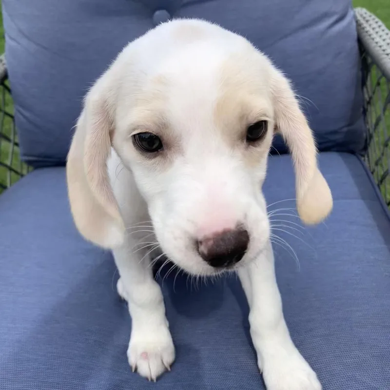 A baby medium-sized female Beagle dog named Shortbread for adoption in Joliet, IL