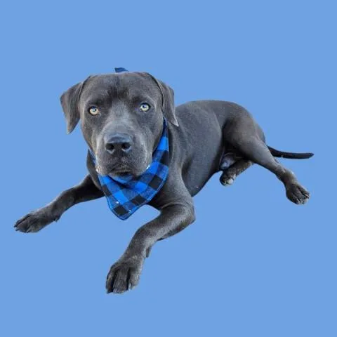 A young medium-sized male Pit Bull Terrier dog named Chesse Man for adoption in Bakersfield, CA