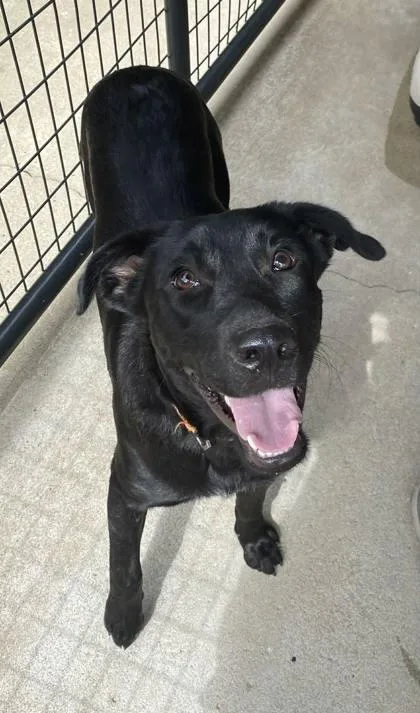 A young medium-sized male Labrador Retriever dog named Shadow for adoption in Bowling Green, KY