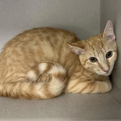 A baby medium-sized male Tabby (Orange / Red) Tabby cat named Frank for adoption in Red Bluff, CA