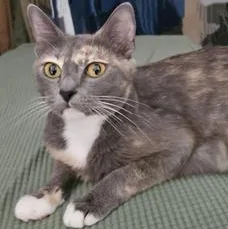 Willow thumbnail 2