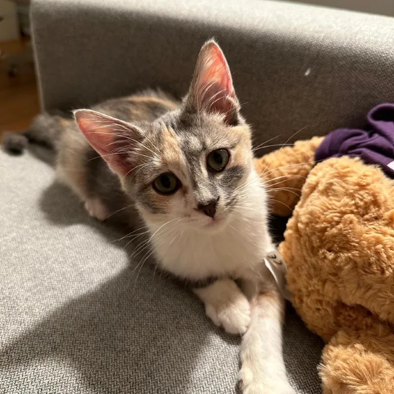 A baby small-sized female Calico Domestic Short Hair cat named Erika for adoption in Evanston, IL