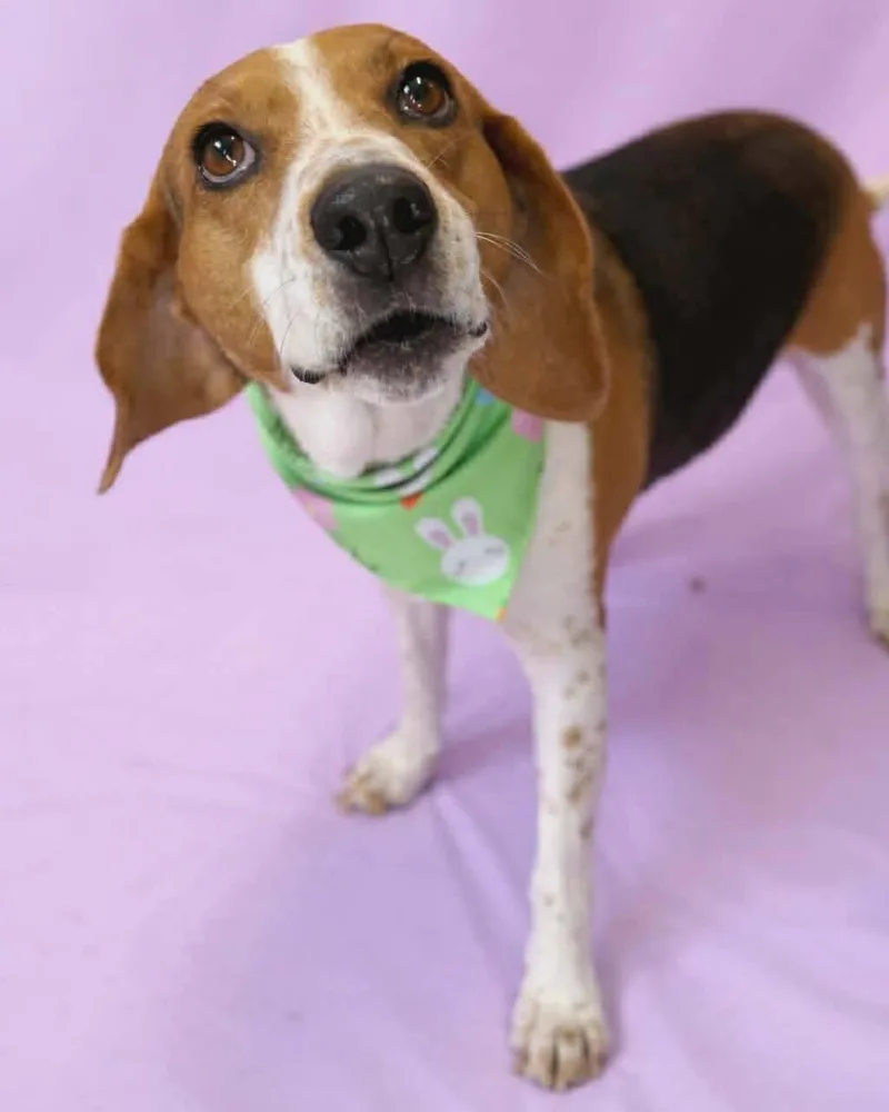 An adult medium-sized female Beagle dog named Honey Bee for adoption in Holly Springs, NC