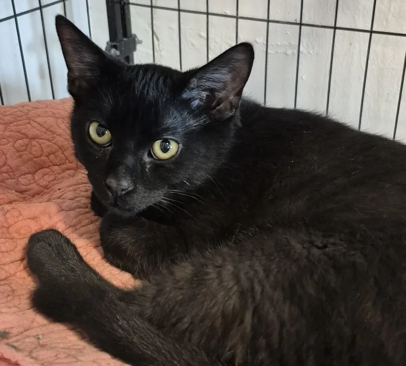 A baby medium-sized male Black Domestic Short Hair cat named Mr. Black for adoption in Wild Rose, WI