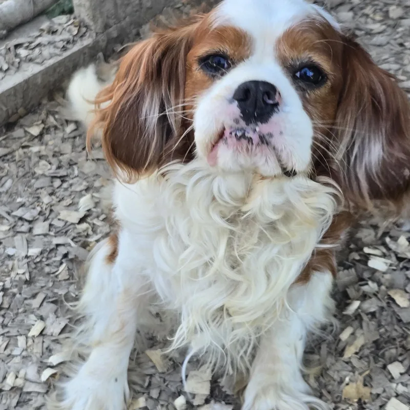 An adult small-sized male Cavalier King Charles Spaniel dog named Cody for adoption in Zaleski, OH