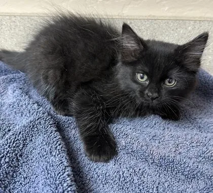 A young small-sized female Domestic Long Hair cat named Madeline for adoption in Phoenix, AZ