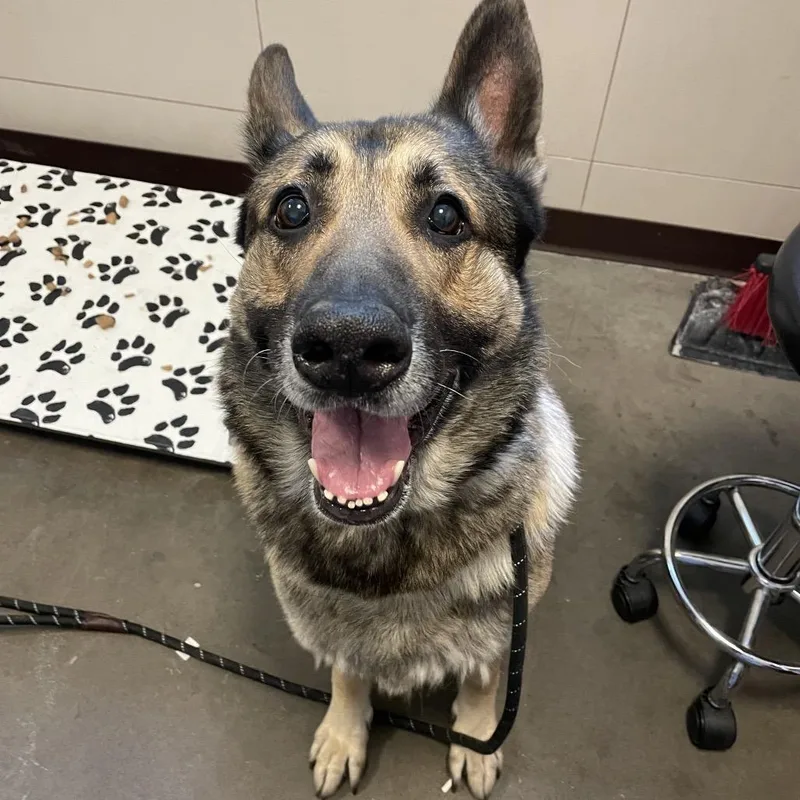 An adult large-sized male Sable German Shepherd Dog dog named Oni for adoption in Chicago, IL