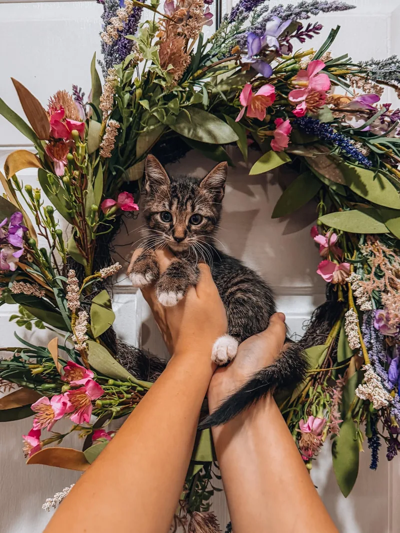 A baby medium-sized male Munchkin cat named Churro for adoption in Goodyear, AZ